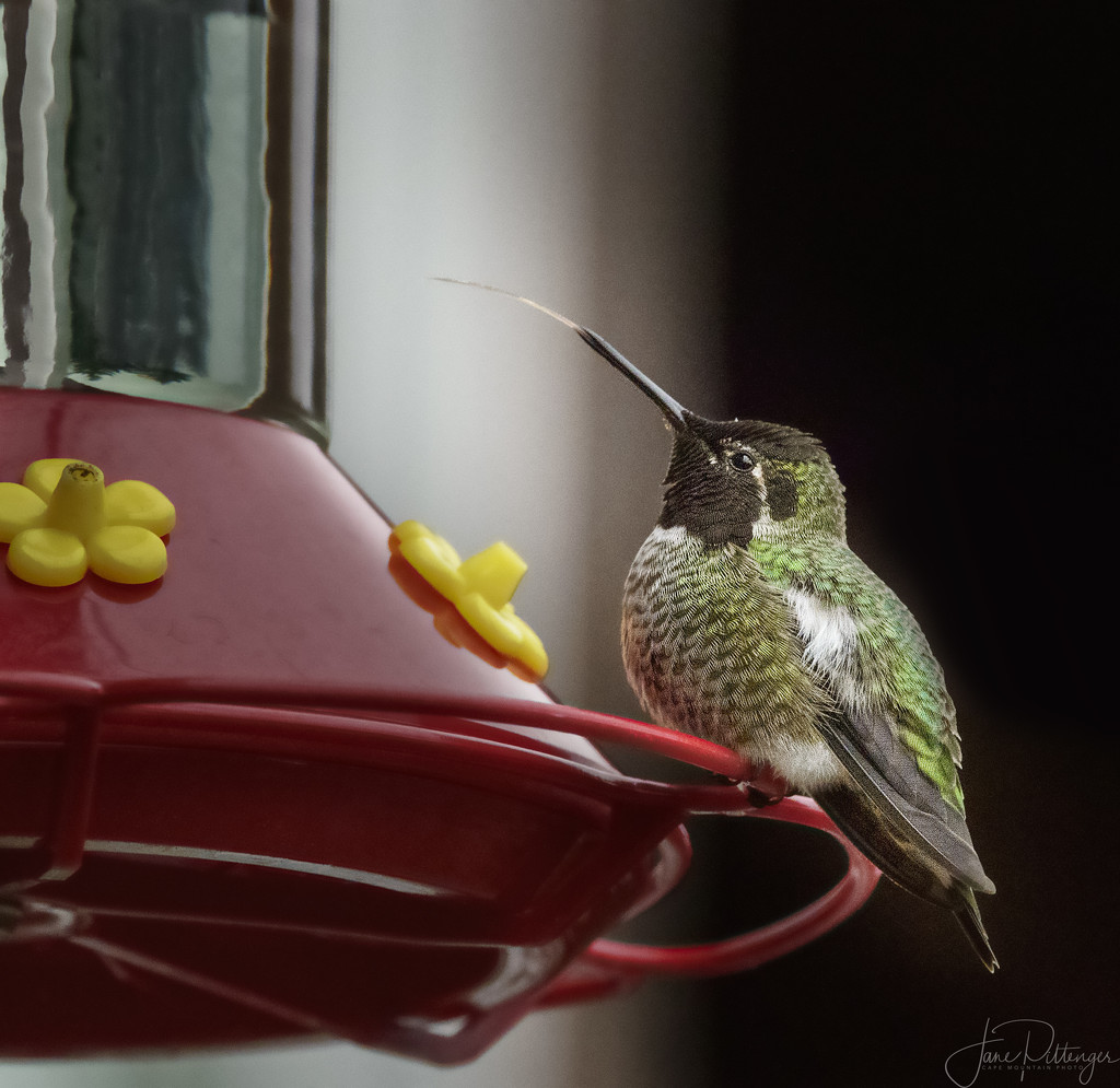 Hummer with Long Tongue  by jgpittenger