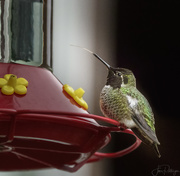 22nd Dec 2017 - Hummer with Long Tongue 