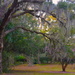 Live oak and camellias by congaree
