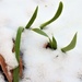 Snowy Iris by sandlily