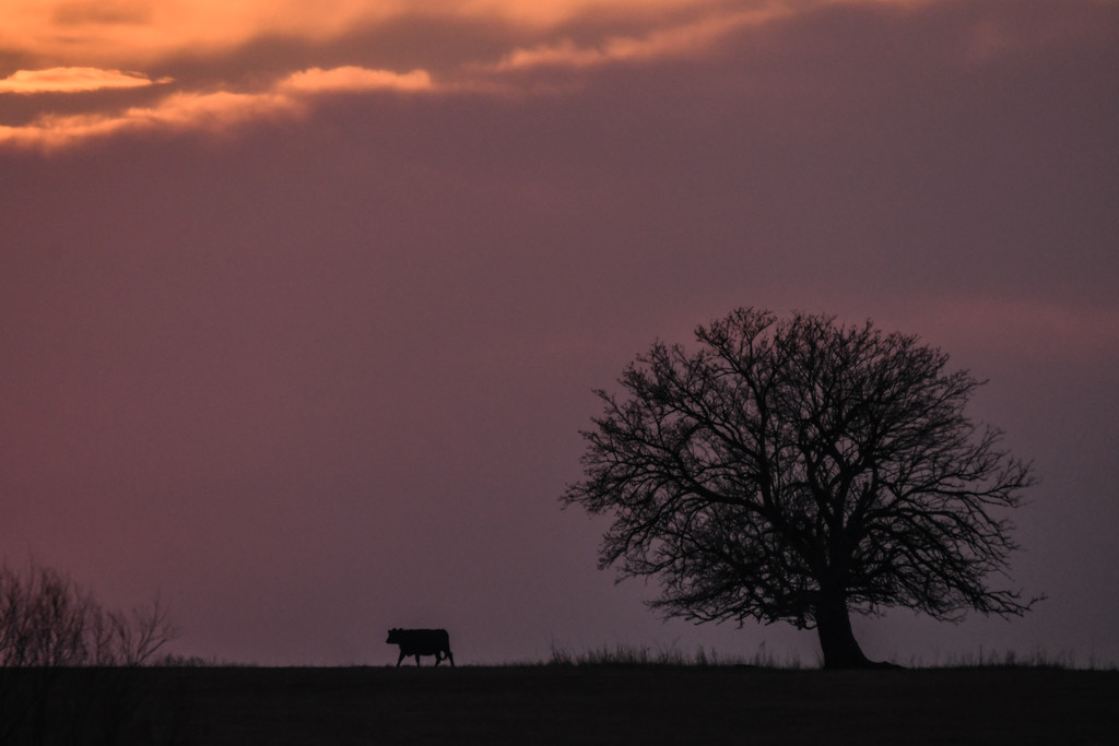 The Cow and the Tree by kareenking