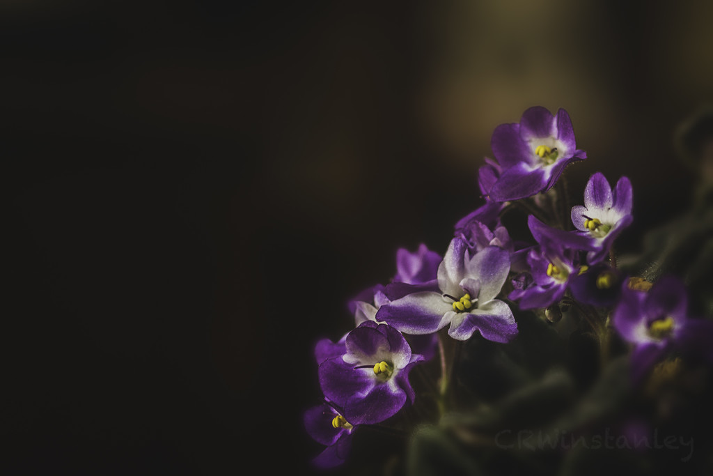 Day 355 African Violet by kipper1951