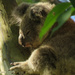 circle of life by koalagardens