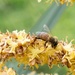 Palm tree bees by yorkshirekiwi