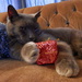 OK You can open one gift early! by julie