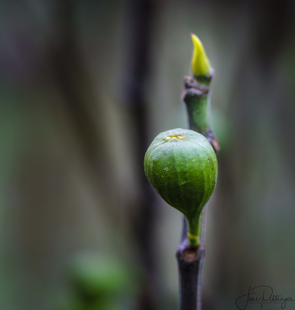 Fig Hanging On  by jgpittenger