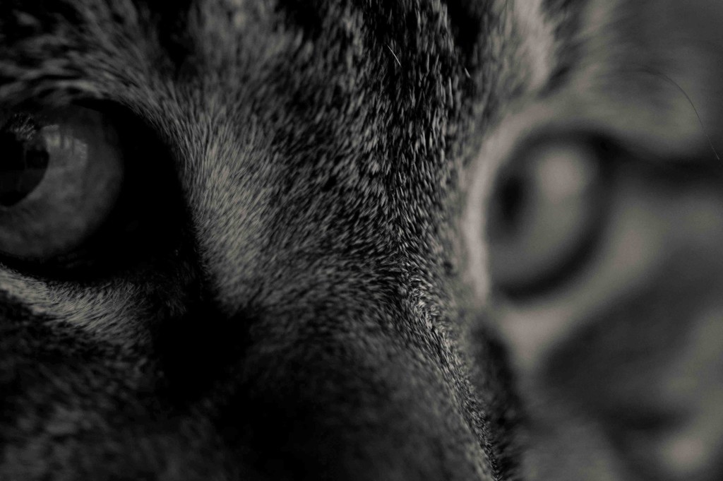 Cat Eyes by dianen