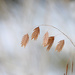 Northen Sea Oats Grass! by fayefaye