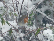 18th Dec 2017 - Robin red breast  in the snow...