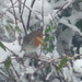 Robin red breast  in the snow... by snowy