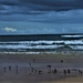 Seagulls on the Seashore ~ by happysnaps