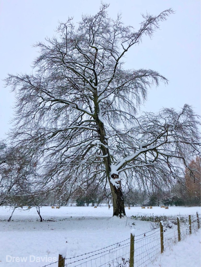 snowy tree by 365projectdrewpdavies