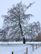 23rd Dec 2017 - snowy tree