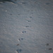 Itty bitty tracks... by earthbeone