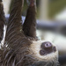 Sloths in Costa Rica by pdulis