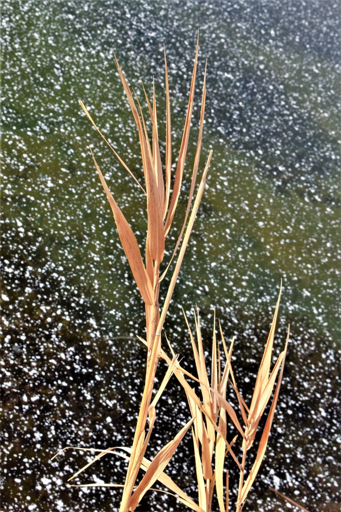 Dried Grass by sandlily