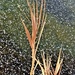 Dried Grass by sandlily