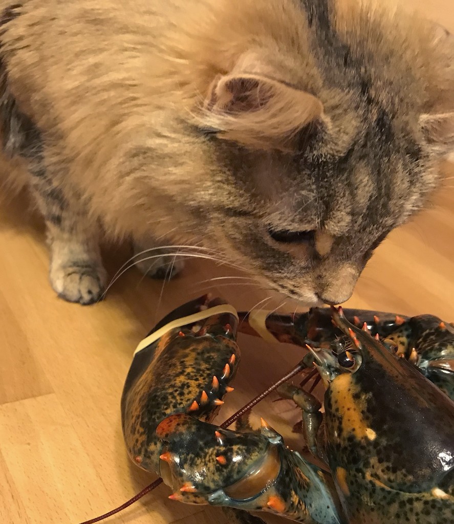 Day 98:  Cat Meets Lobster by sheilalorson