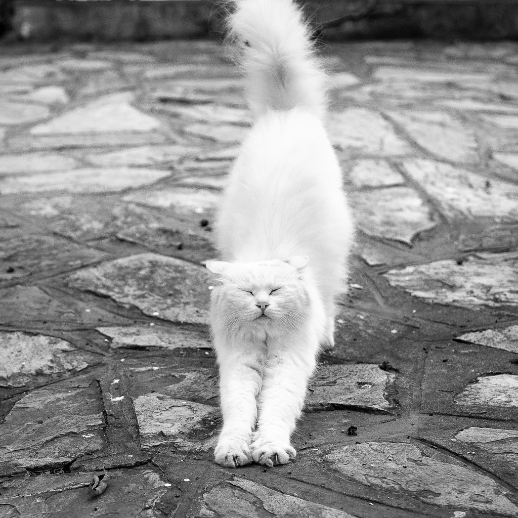 Yoga cat by yaorenliu