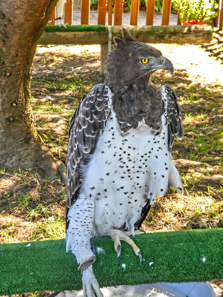 A female Martial Eagle .... by ludwigsdiana