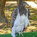 A female Martial Eagle .... by ludwigsdiana