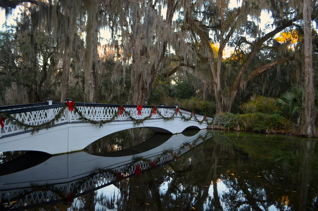 Merry Christmas, Magnolia Gardens, Charleston, SC by congaree