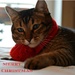 Toulouse is wishing you a Merry Christmas  by parisouailleurs