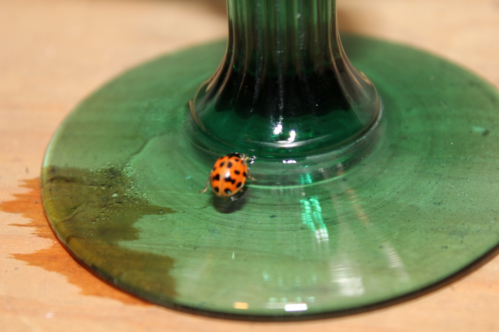 Ladybug Picnic by mandyj92