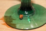 31st Dec 2010 - Ladybug Picnic