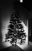 9th Dec 2017 - Tree