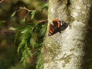 9th Nov 2017 - A Very Late Red Admiral 