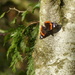 A Very Late Red Admiral  by susiemc