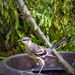 Mockingbird Mocking by jaybutterfield