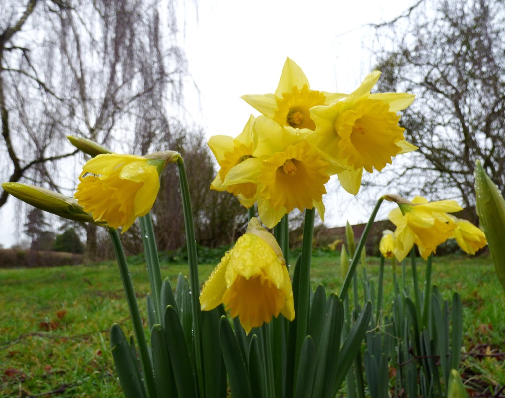 Christmas daffodils by julienne1