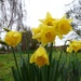 Christmas daffodils by julienne1