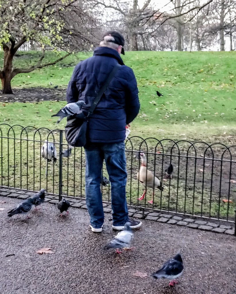 Feeding the pigeons by boxplayer