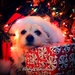 Merry Christmas by chloette