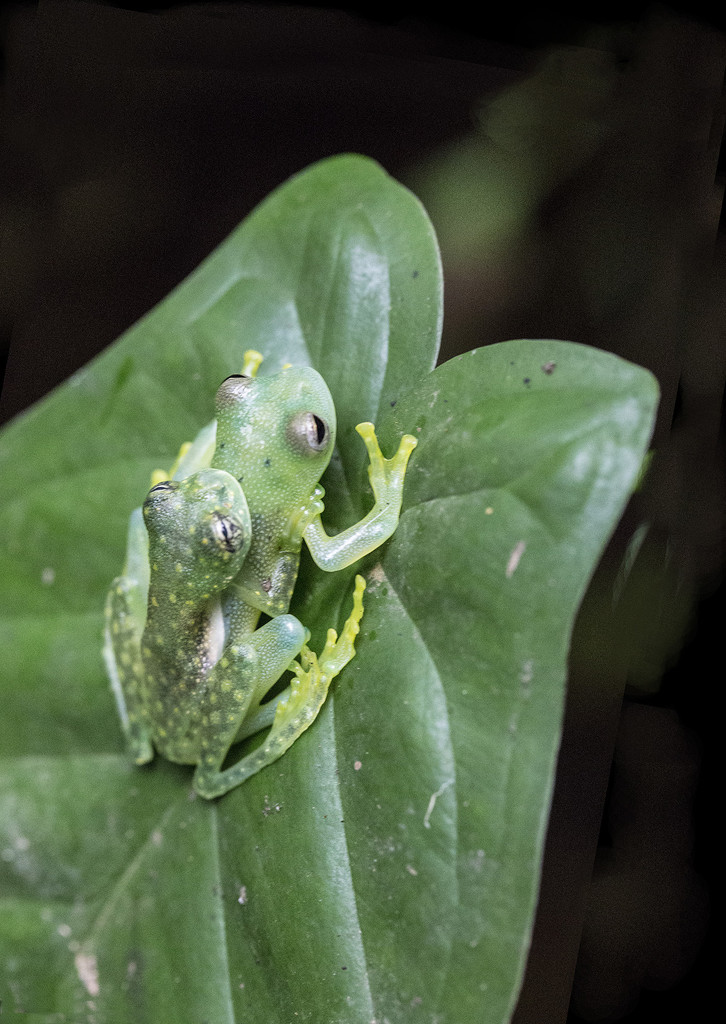Transparent Glass Frogs Leapfrog by pdulis