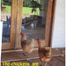 The chickens on Christmas day by kerenmcsweeney