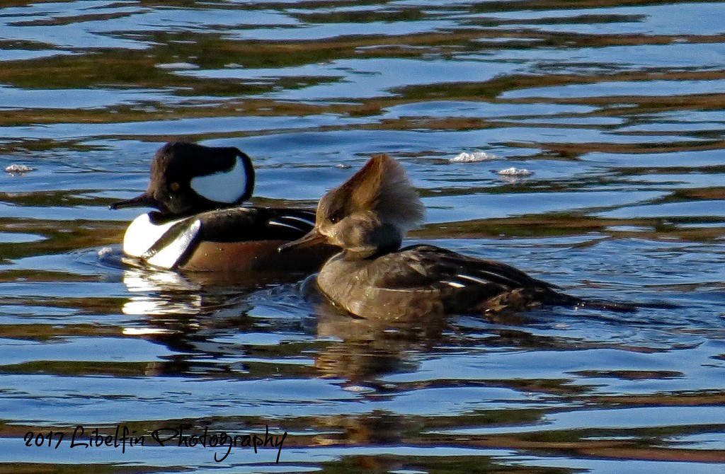 Mr and Mrs. Hooded Merganser by kathyo