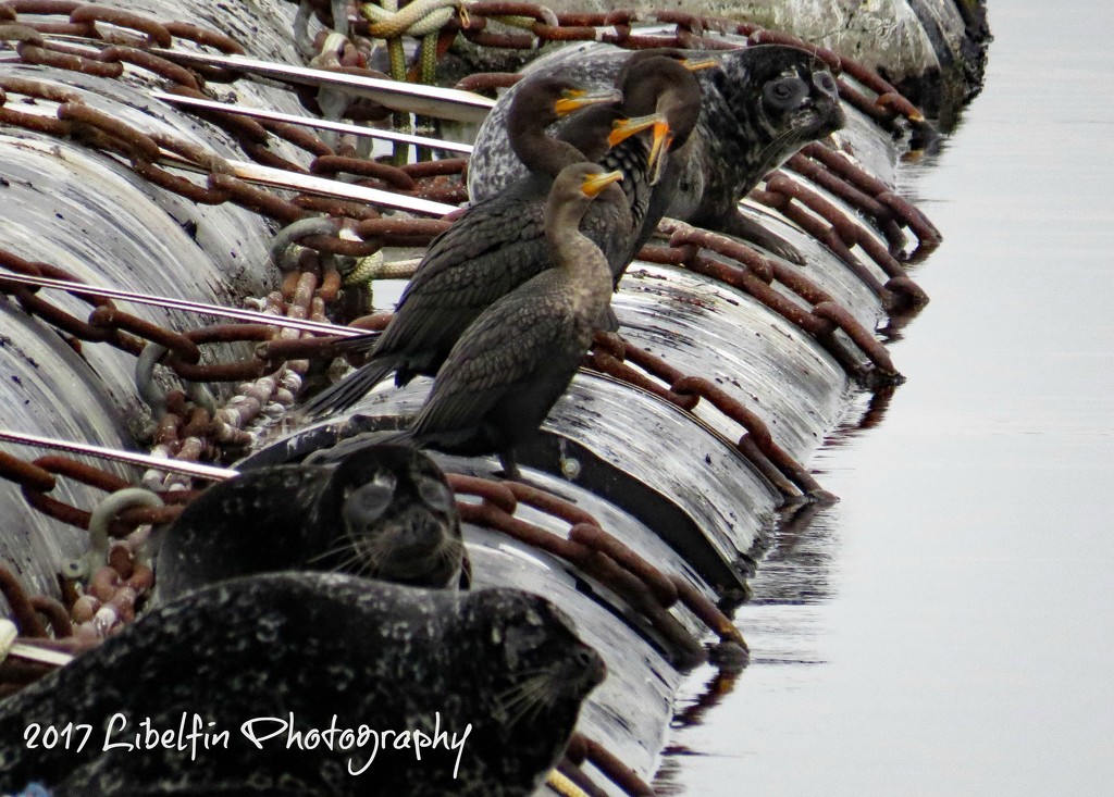 Seals and Pelagic Cormorants relaxing on the booms. by kathyo
