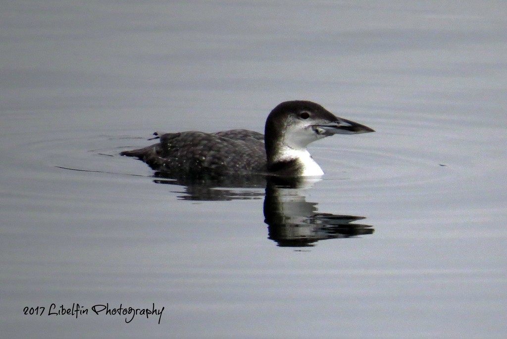 Pacific Loon by kathyo