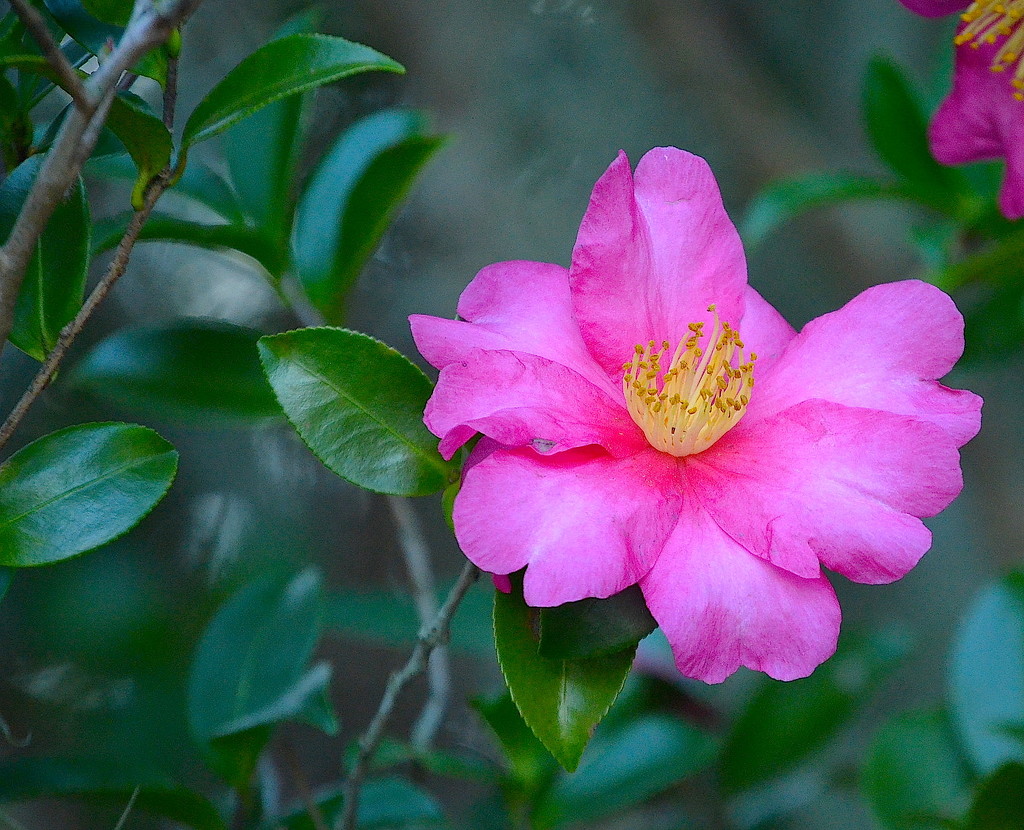 Camellia by congaree
