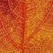 Leaf by toinette
