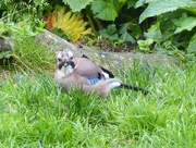 4th Sep 2017 - Young Jay 