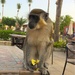 Monkey! by 365projectdrewpdavies