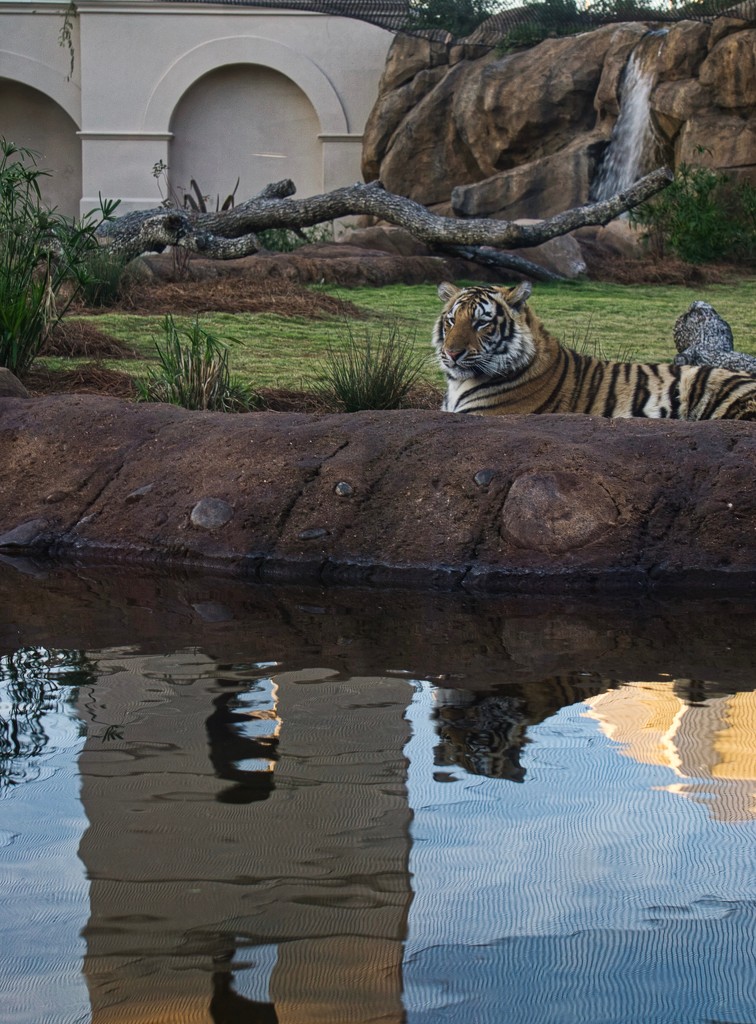 Merry Christmas from LSU's Mike the Tiger by eudora