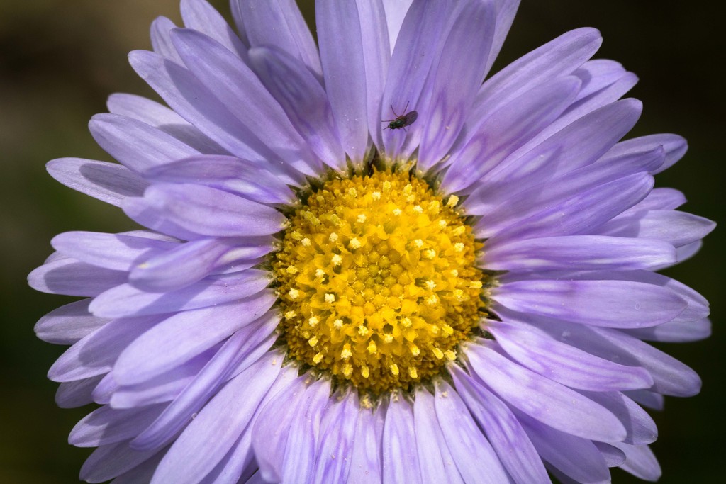 Alpine daisy by pusspup