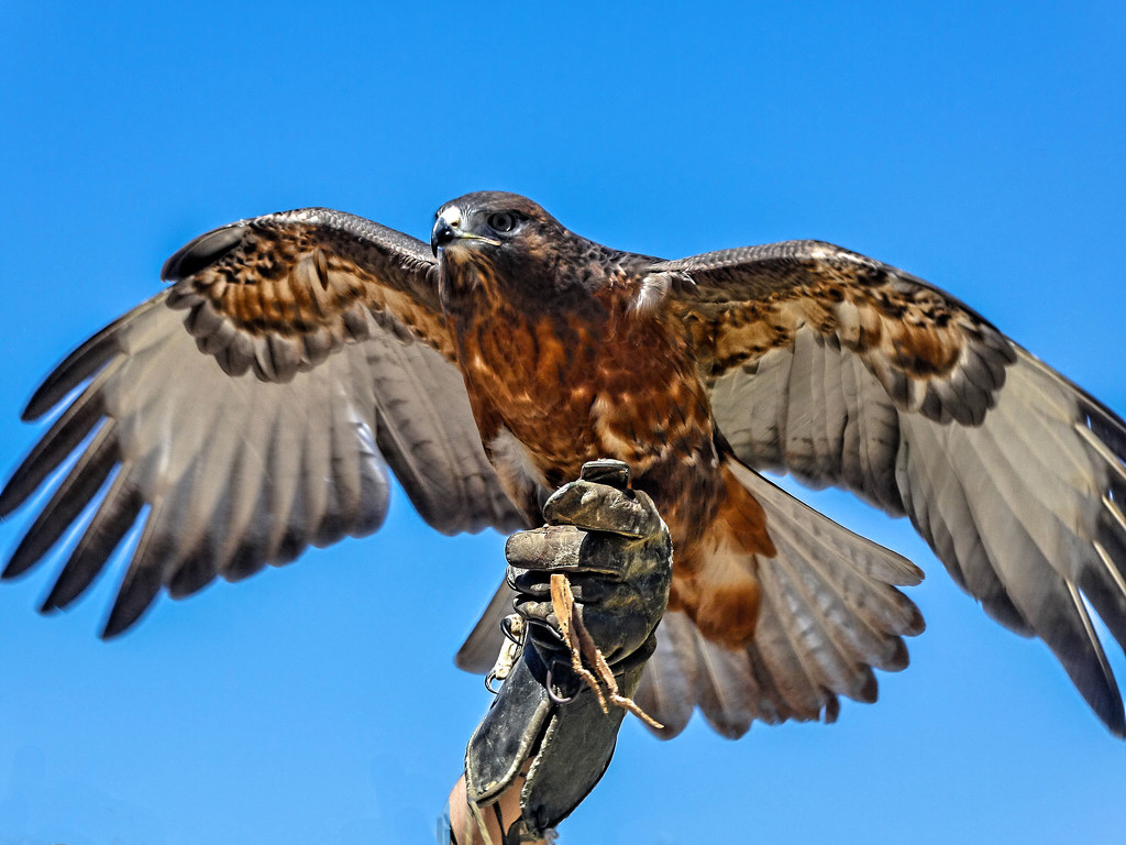 An amazing Hawk ... by ludwigsdiana