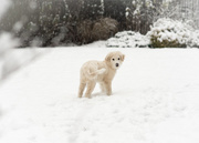 25th Dec 2017 - Puppy's First Snow